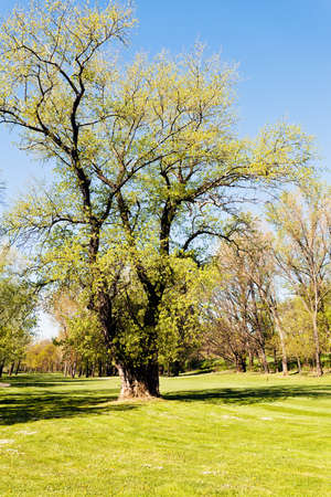 trees in the park in  spring, note shallow depth of field