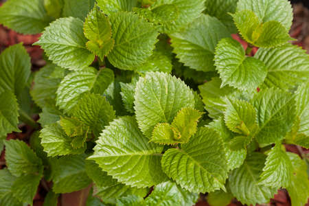 focus on green leaves with decorative red mulch under, note shallow depth of field
