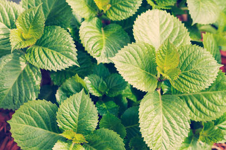 young green spring leaves in nature, note shallow depth of field
