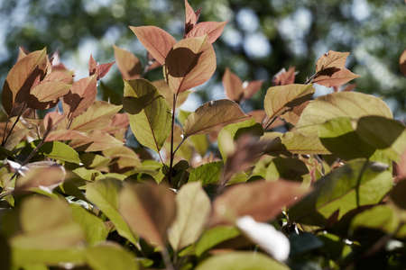 bush with red and green leaves in the park, note shallow depth of field