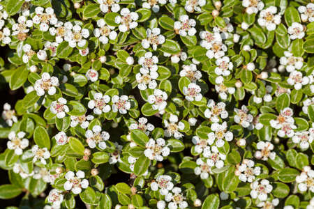 bush with small white flowers on a branches, note shallow depth of fieldの写真素材