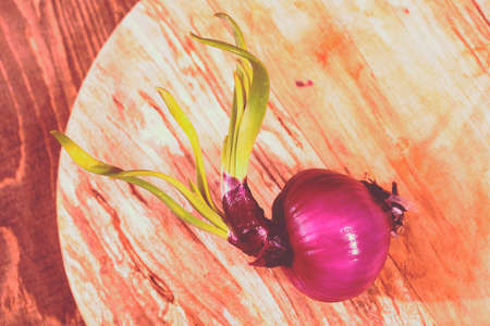 red onions on a round wooden board, note shallow depth of fieldの写真素材