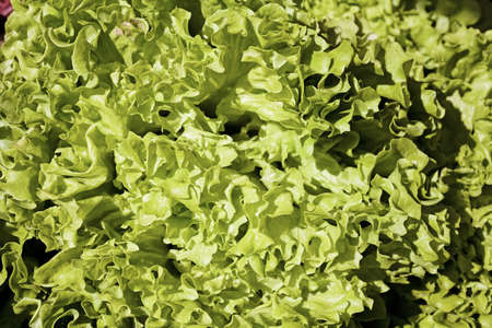 Sheets of one type of lettuceの写真素材