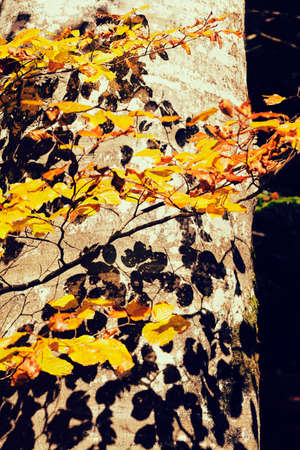 beech tree in autumn with  the shadows of the leaves on the tree, note shallow dept of fieldの写真素材