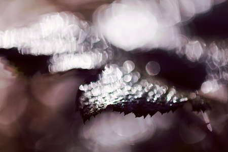 Abstraction dark leaves after rain, for blurred backgroundの写真素材