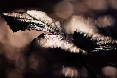 Abstraction dark leaves after rain, for blurred backgroundの写真素材