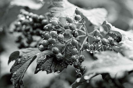 Branches with red and yellow fruits, note shallow depth of fieldの写真素材