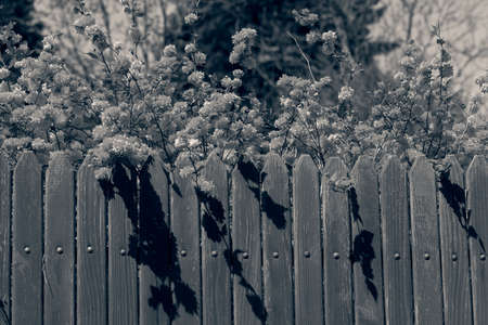 wooden fence with yellow flowers over her, note shallow depth of fieldの写真素材