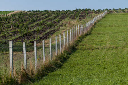 wooden fence around the orchard, note shallow depth of fieldの写真素材
