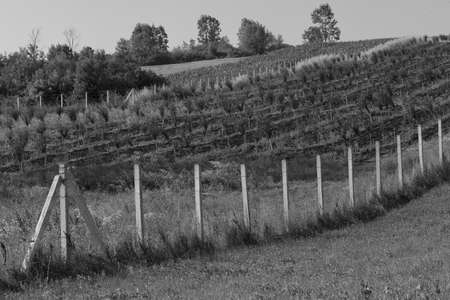 wooden fence around the orchard, note shallow depth of fieldの写真素材