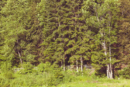 wooden fence around the farm in the forest, note shallow depth of fieldの写真素材