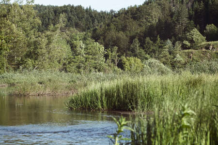 grass and vegetation in the swamp , note shallow depth of field