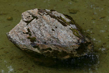 separate part of the swamp with stone inside, note shallow depth of field