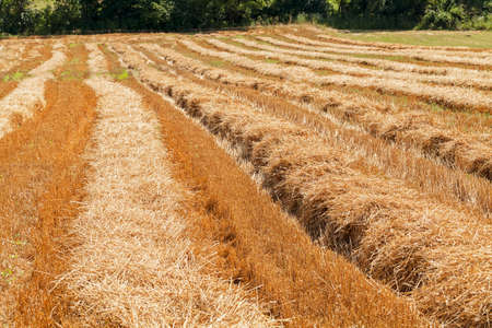 mown hay in a field in autumn, note shallow depth of fieldの写真素材