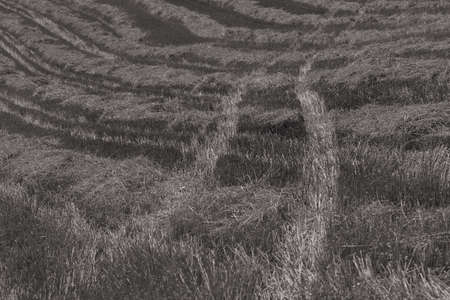 Traces of tractors in the high dry grass in nature, note shallow depth of field