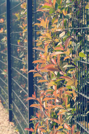 metal fence with a hedge behind, note shallow depth of field