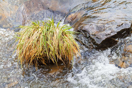 clear mountain running water, note shallow depth of fieldの写真素材