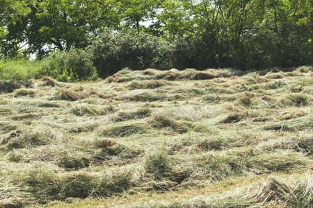grass clippings on the lawn, note shallow depth of fieldの写真素材