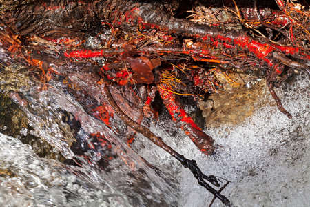 stone and red lop under the mountain water, note shallow depth of fieldの写真素材