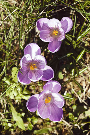 saffron flower in the grass, note shallow depth of field