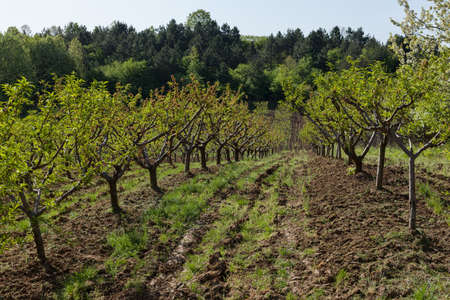Orchard blossom in spring, note shallow dept of field