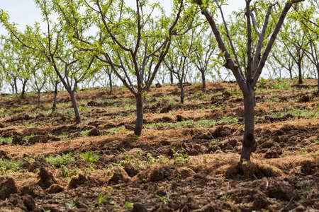 various fruit trees in the orchard, note shallow depth of fieldの写真素材