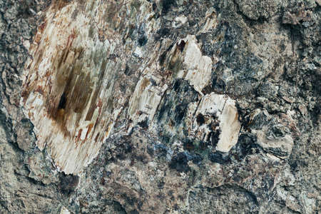 part of the stone wall with a beautiful natural patterns, note shallow depth of fieldの写真素材