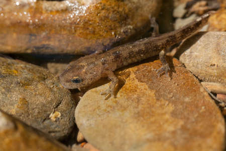salamander larva among stones, note shallow depth of field