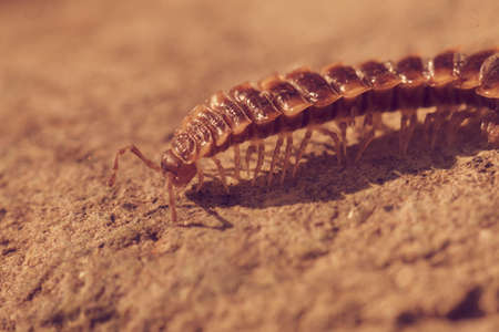 brown Centipede with armor on the stone rocks, note shallow depth of fieldの写真素材