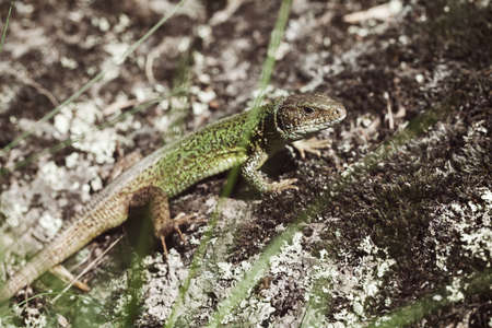 Lizard on the stone base in the countryside, note shallow depth of field