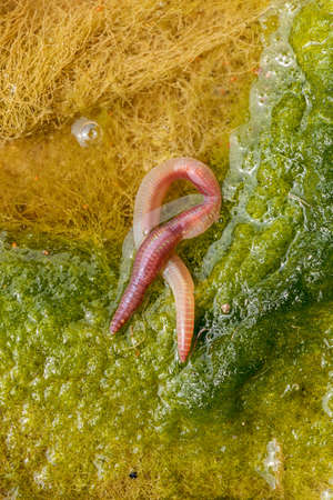 earthworm in green conferva, note shallow depth of field