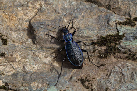 Tiger beetle, fastest insect on the World in nature, note shallow depth of field