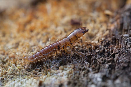 aquatic insect larva in nature, note shallow depth of field