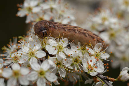 brown caterpillar on the white flowers in nature, note shallow depth of field