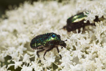 two shiny green beetles on white flowers, note shallow depth of field