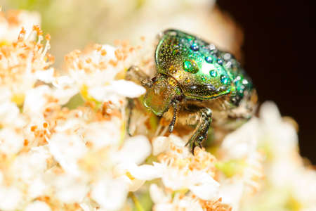shiny green beetle on white flowers, note shallow depth of field