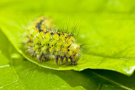 green caterpillar on the leaf in nature, note shallow depth of fieldの写真素材