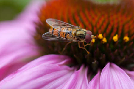 Wasp and honeycombの写真素材