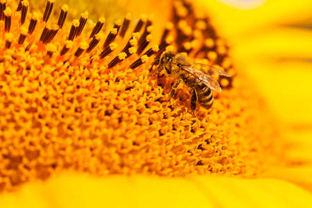bee collects pollen on a yellow flowers, note shallow depth of field