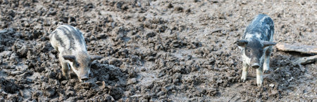 Domestic hairy pigs eating on a mud in an organic meat farmの写真素材