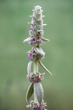 Beautiful plant Silver carpet known as lamb's ears. stachys byzantinaの写真素材