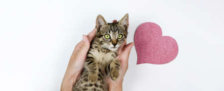 Cute domestic cat in woman hands with paper pink heart in backgroundの写真素材