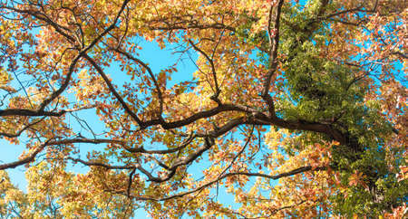From below amazing view of high yellow branch in autumn forest and blue sky behindの写真素材