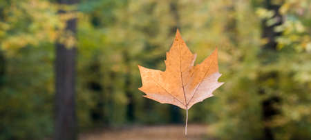 Beautiful yellow leaf falls in the autumn forest. Colorful seasonal backgroundの写真素材