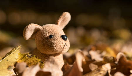 Funny cute plush dog sit on a yellow leaves in autumn forestの写真素材