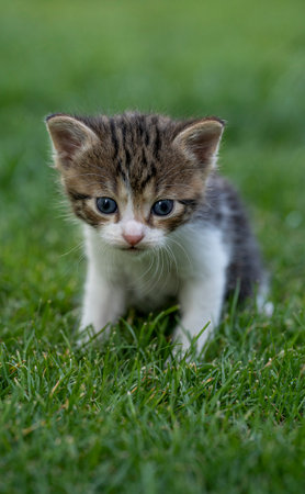 Portrait of a cute domestic baby cat sitting on the green grassの写真素材