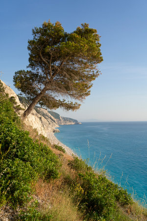 Old pine tree on a cliff above a beautiful Mediterranean beachの写真素材