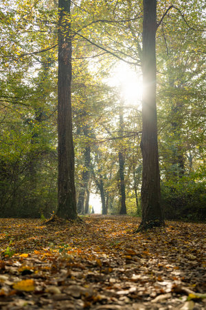 The sun breaks through the forest passage in vibrant autumn European deciduous forest, vertical compositionの写真素材