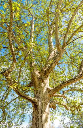A beautiful old big tree in public park on springtime