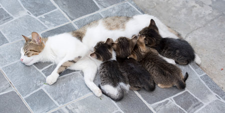 Little adorable kittens suck milk from mom catの写真素材